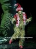 Filename=Grinch_2009_199.jpg
Filesize=38KiB
Dimensions=303x400
Date added=Feb 26, 2010 Grinch_2009_199.jpg