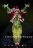 Filename=Grinch_2009_487.jpg
Filesize=30KiB
Dimensions=279x400
Date added=Feb 26, 2010 Grinch_2009_487.jpg